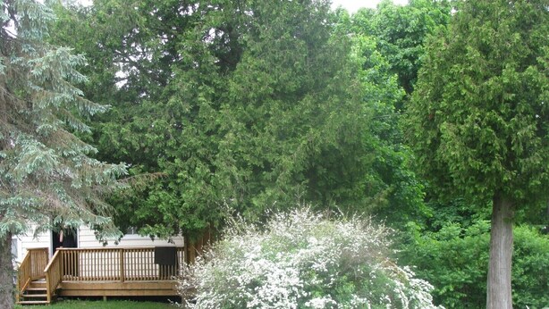 A wooden deck with a railing, surrounded by lush greenery and trees. - The Oak Cottage At Shiloh Cottages - Fenelon Falls, Ontario (Fenelon Falls, Ontario)