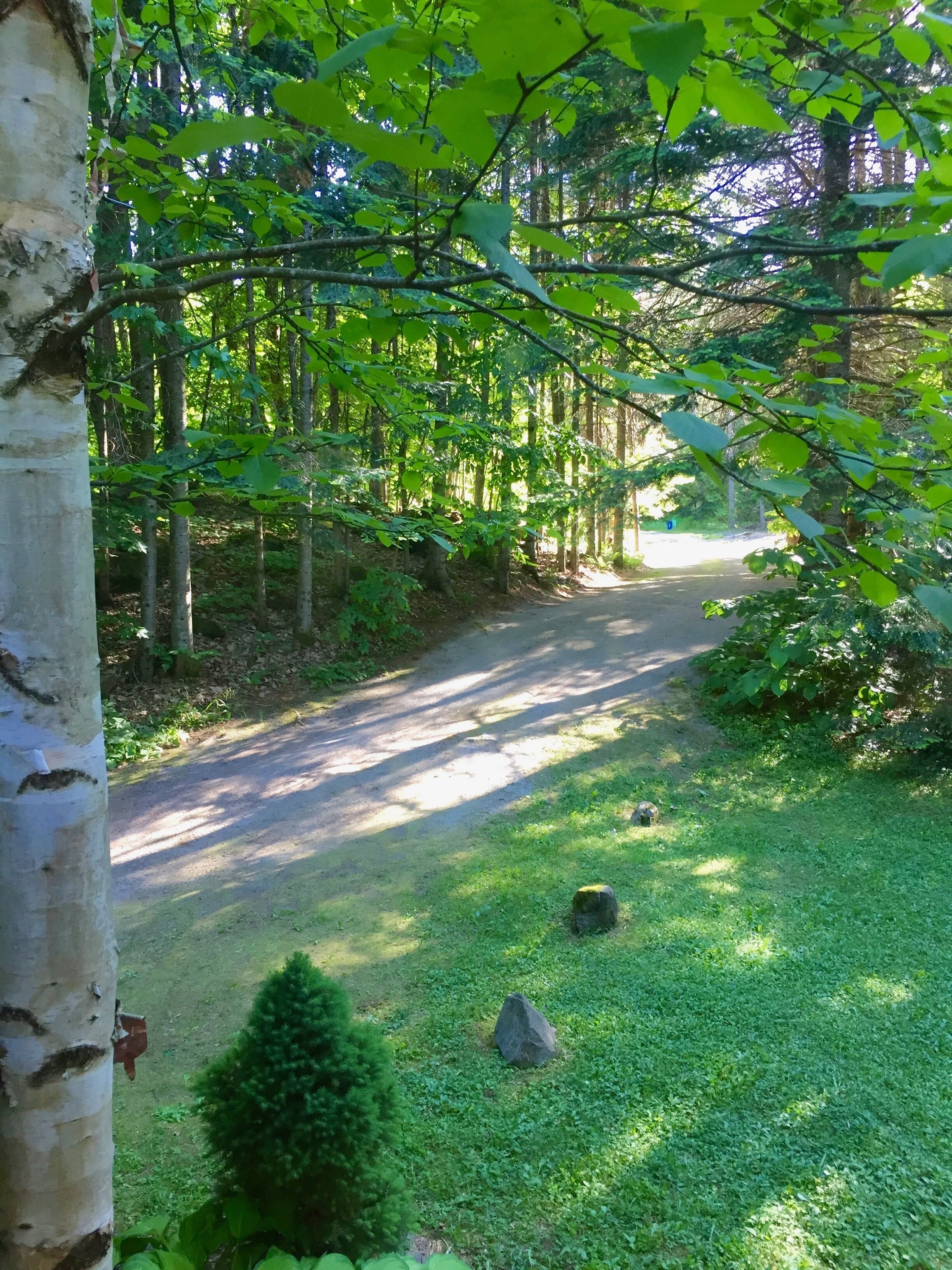 Une zone boisée avec un sentier pavé, un petit buisson et un rocher.