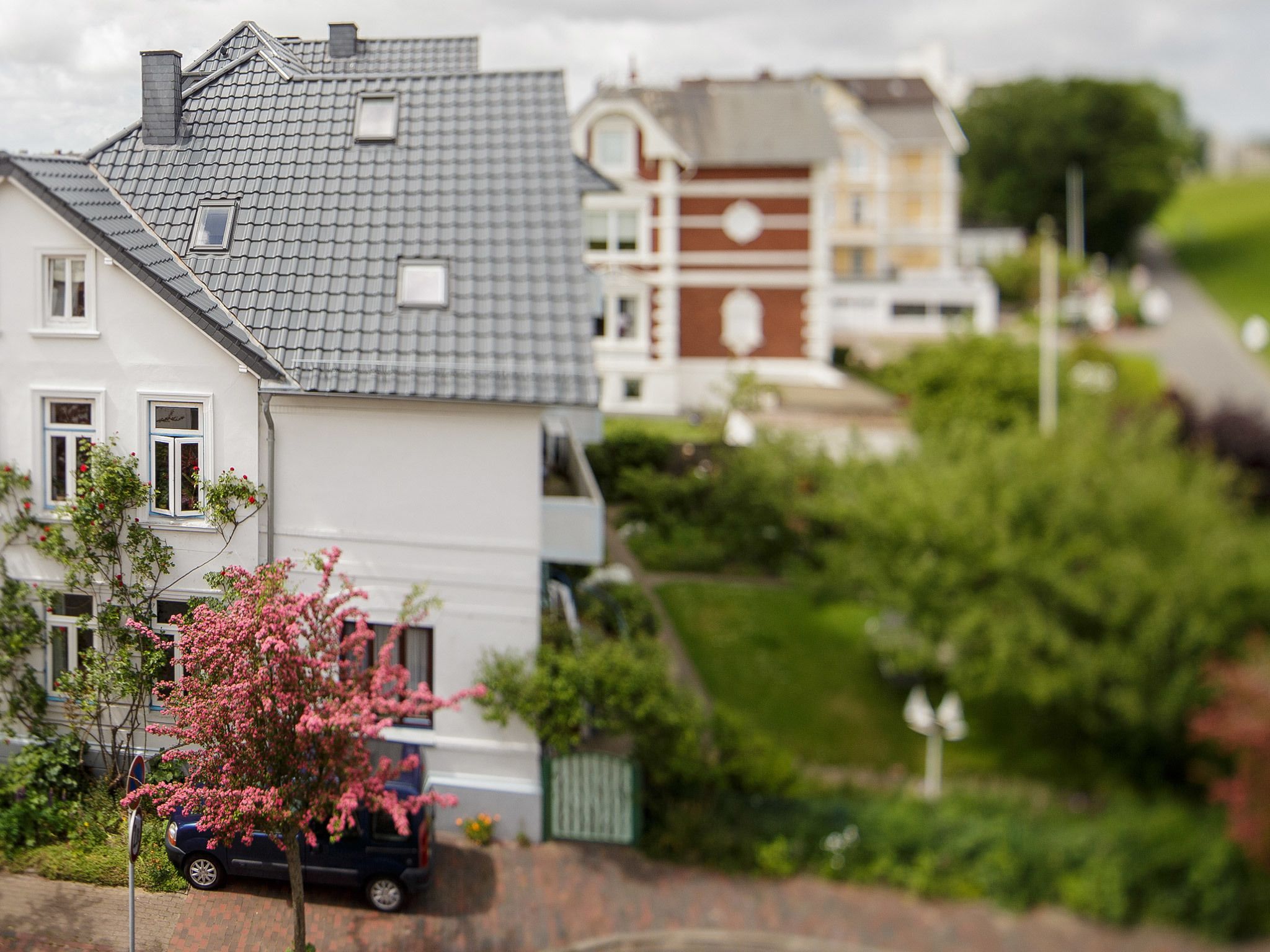 A residential area with houses, a parked car, and a pink flowering tree.