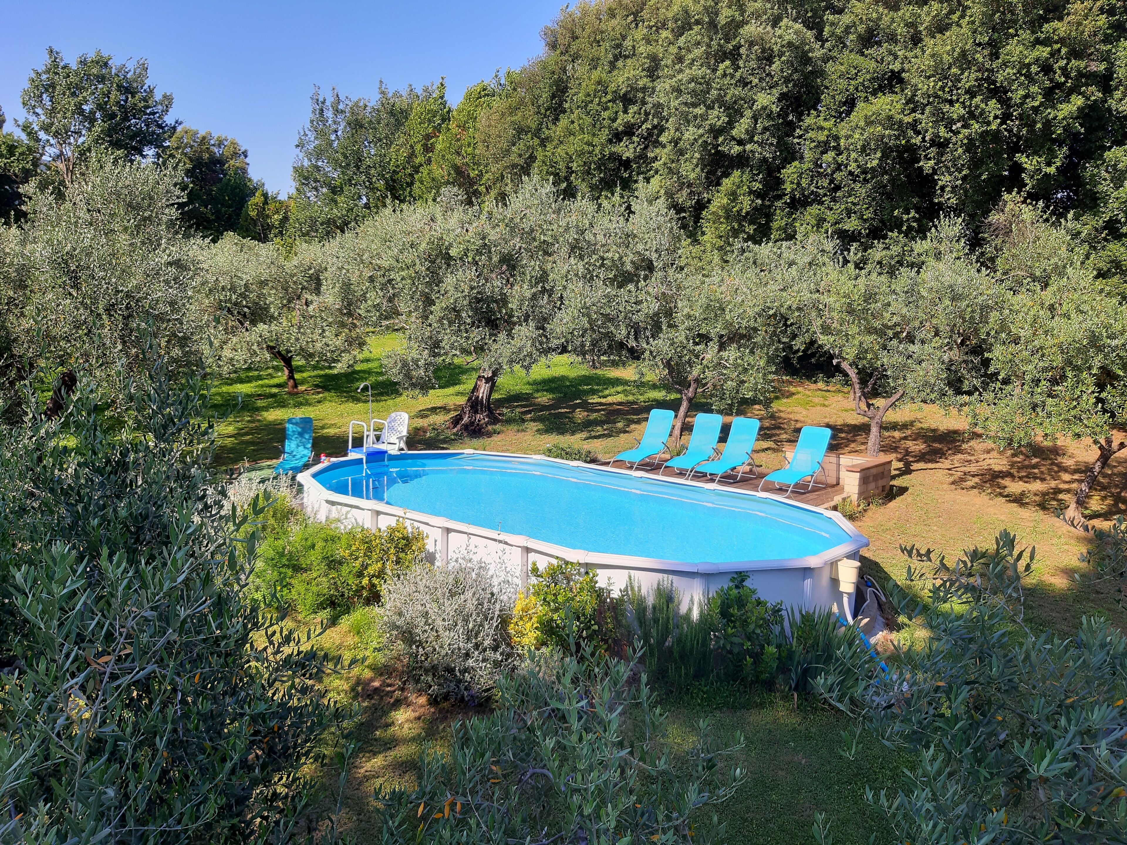 An outdoor swimming pool surrounded by olive trees and greenery.