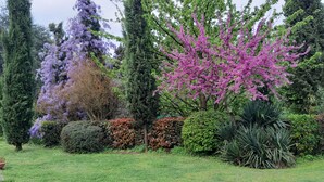 Un jardín con varios árboles y arbustos, incluyendo un árbol de flores rosas destacadas.