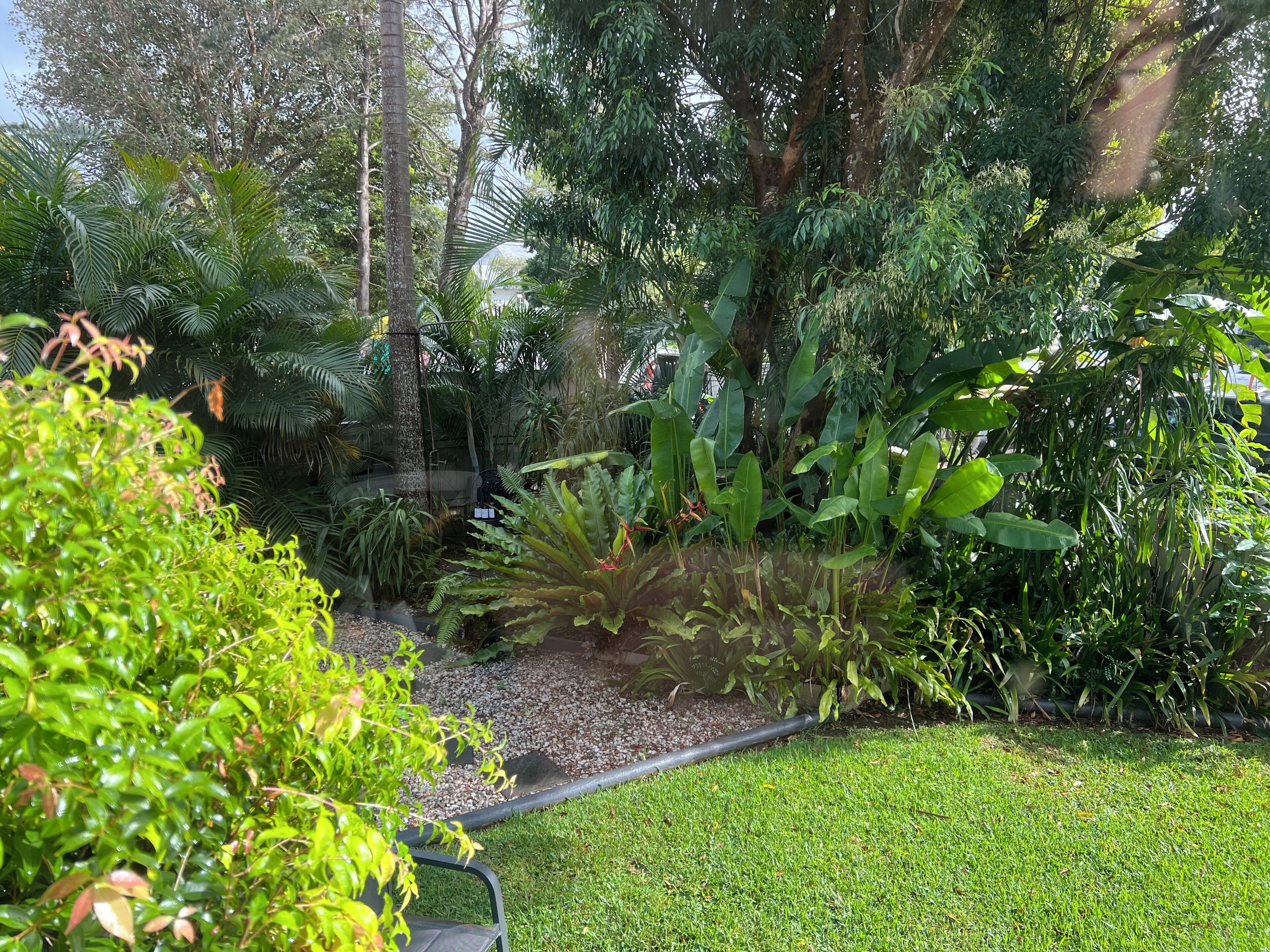 A lush garden with various plants and a pathway.