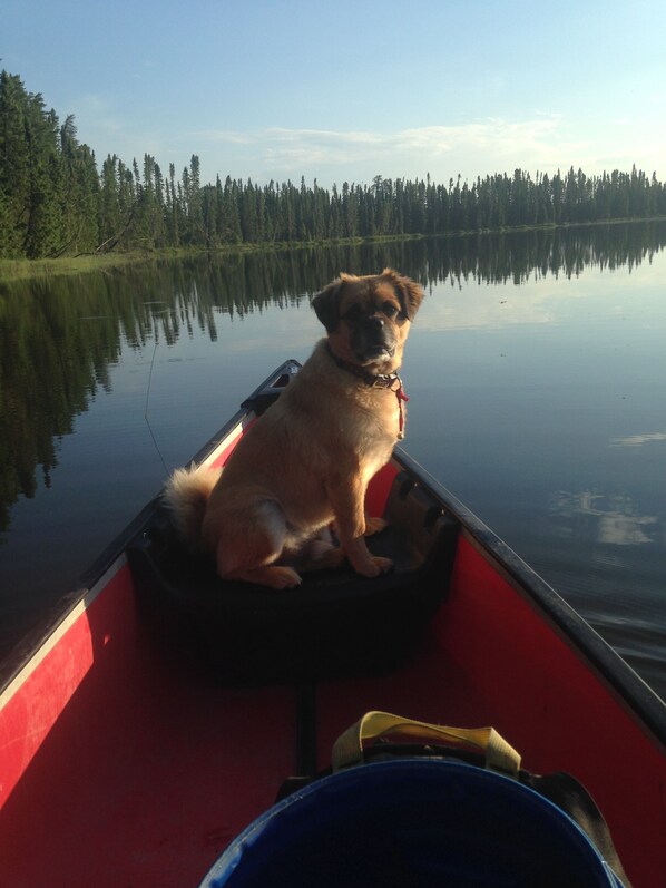 A dog sitting in a red canoe on a calm lake with trees in the background.