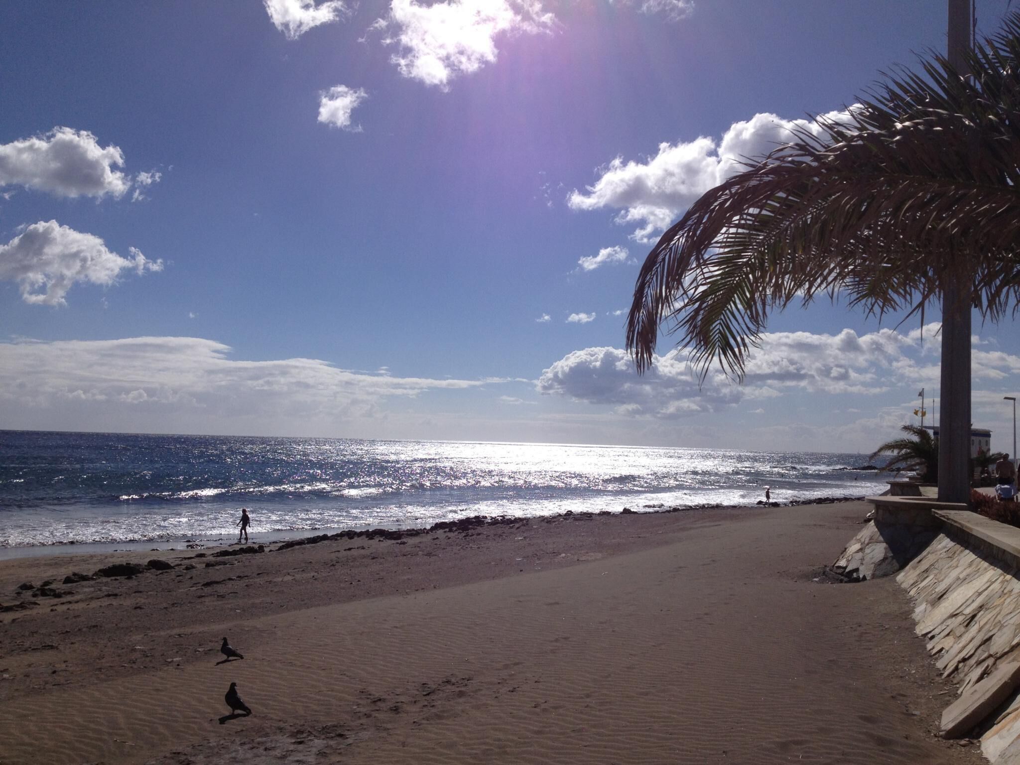 Ein Strand mit einer Palme, blauem Himmel und dem Meer.