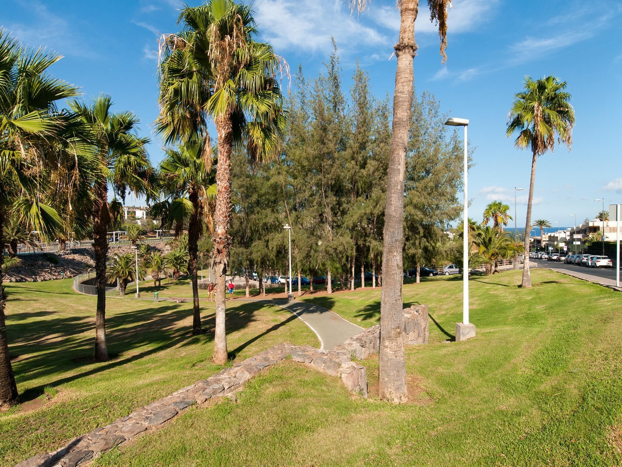 Un parque con palmeras, un sendero de piedra y una calle con coches estacionados.