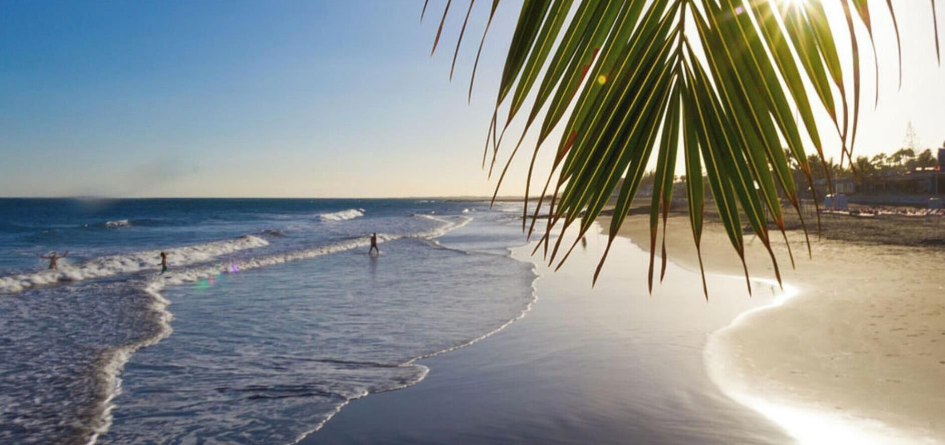 Una playa con olas, una palmera y un cielo despejado.