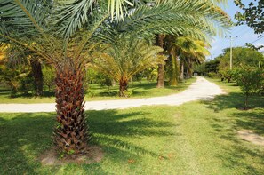 A pathway flanked by palm trees and greenery, leading through a landscaped area. - Villa La Cocoteraie, 400 sqm, close to the beach, in a beautiful garden (Baie du Cap)