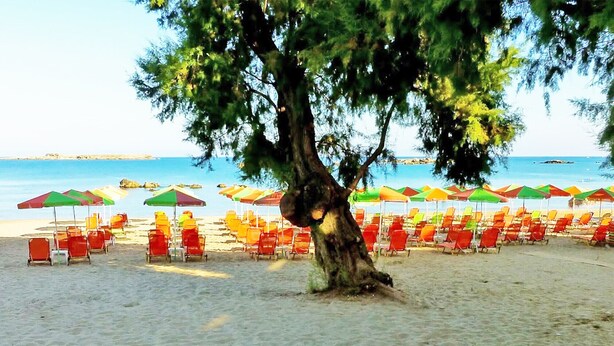 Ein Strand mit Reihen roter und gelber Liegen unter bunten Sonnenschirmen, ein großer Baum in der Mitte und das Meer im Hintergrund.