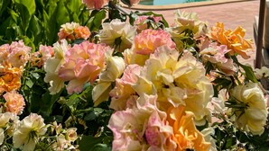Un área de piscina con una sombrilla de paja, rodeada de exuberante vegetación y flores florecientes.