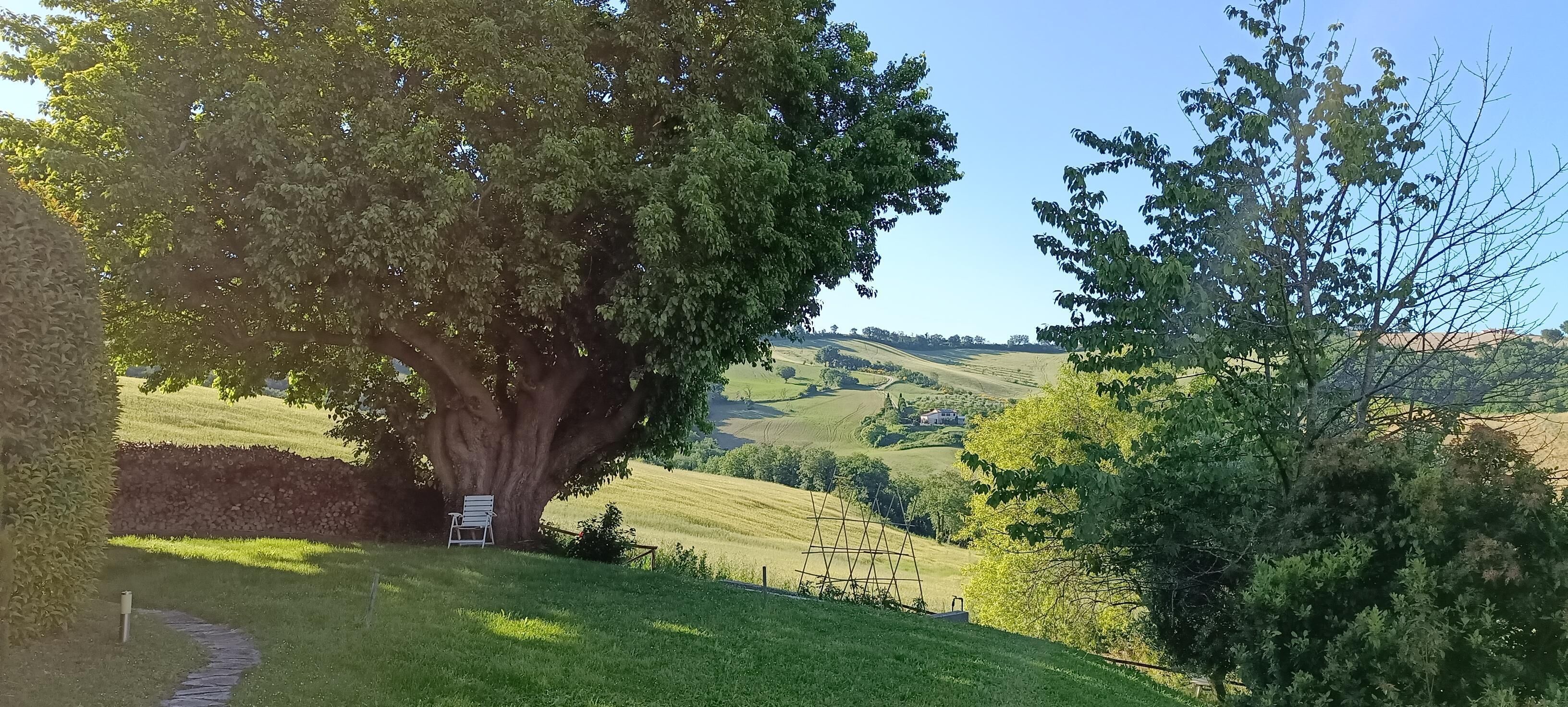 Un grand arbre, avec un banc et une balançoire, se dressent dans un espace verdoyant, avec des collines ondulantes en arrière-plan.