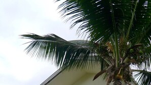 Un bâtiment blanc doté de balcons, avec un palmier devant.