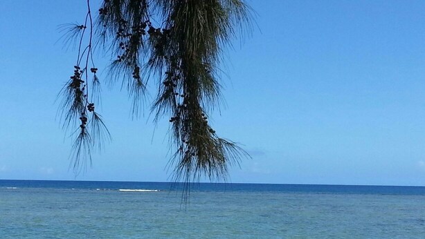Une plage avec une eau cristalline et un palmier.