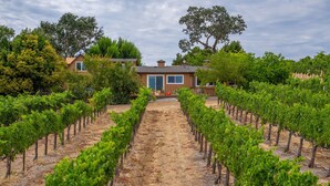 A vineyard with rows of grapevines leading to a building with large windows and a door.