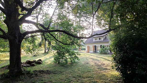 Una casa con un gran árbol en primer plano, un jardín cubierto de césped y una vista despejada de la vivienda.