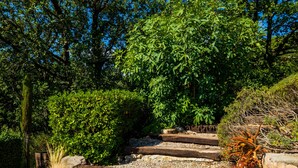 Ein gepflasterter Weg schlängelt sich durch einen Garten mit verschiedenen Kübelpflanzen und Bäumen.