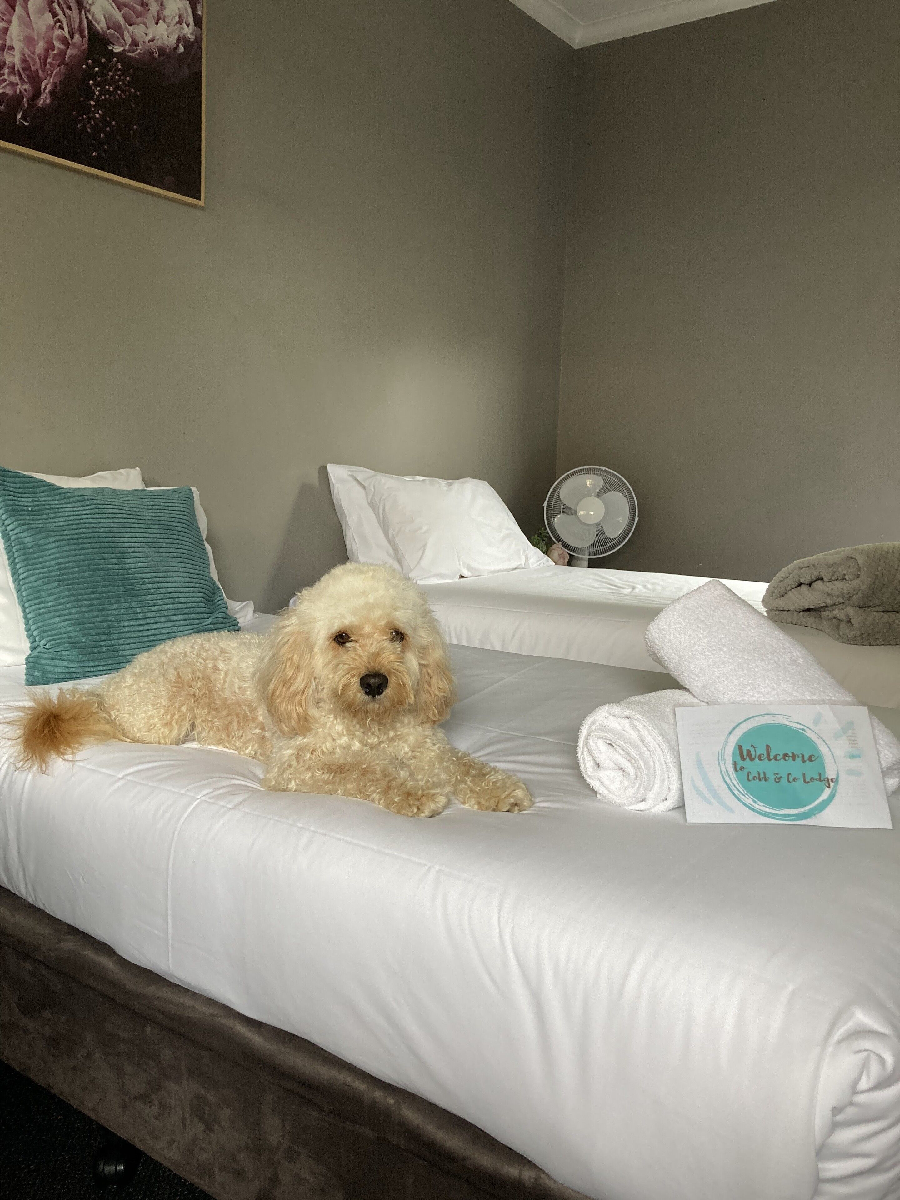 Ein Hotelzimmer mit Bett, einem kleinen Hund, einem Ventilator und einem Willkommensschild.