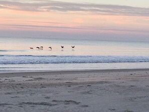 Une plage avec des vagues et des oiseaux qui volent au-dessus de l’eau.