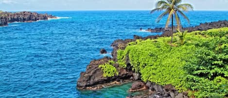 A coastal scene with clear blue water, rocky outcrops, and a palm tree.
