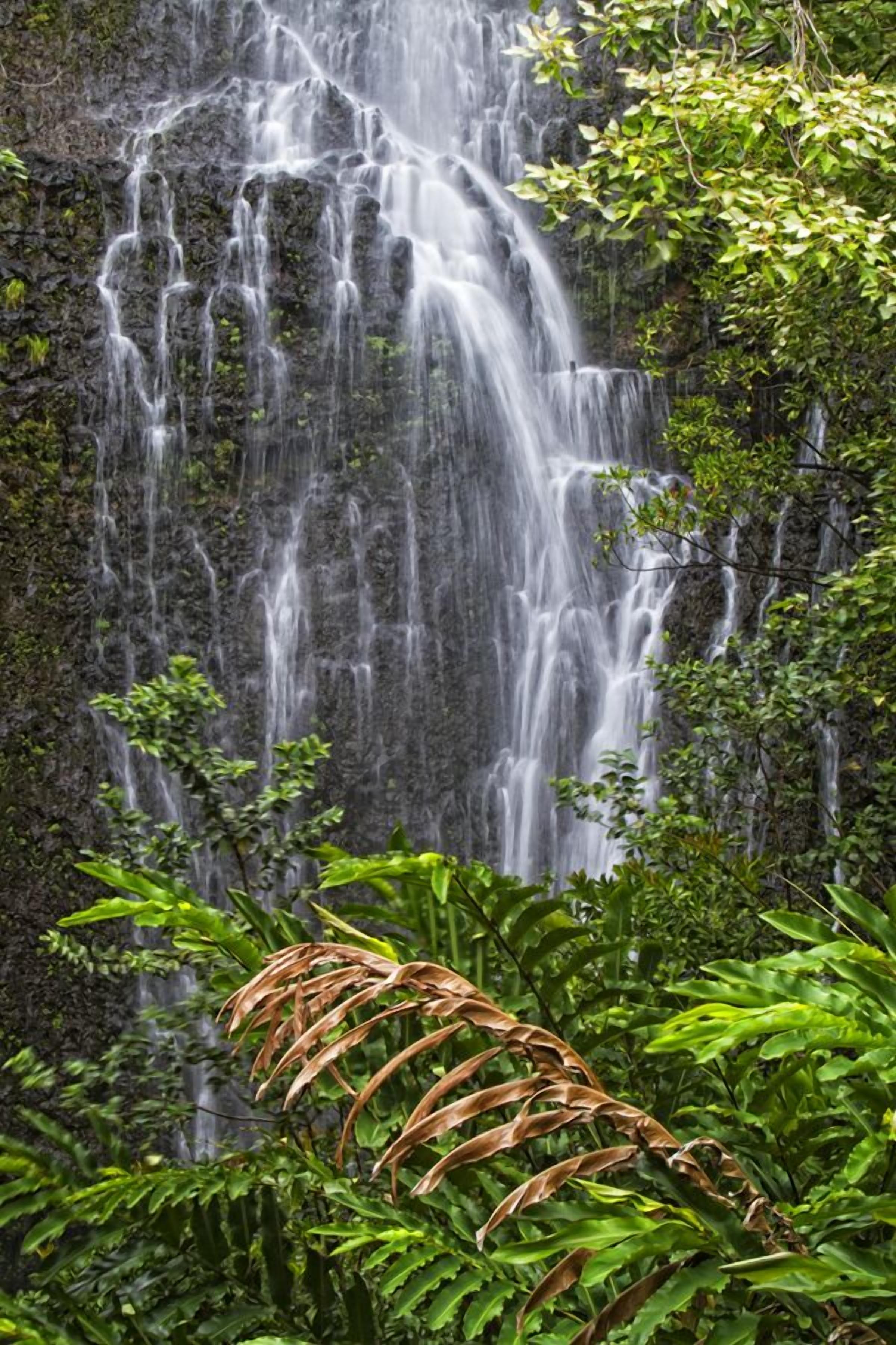 Una cascada se precipita por un risco rocoso rodeado de exuberante vegetación.