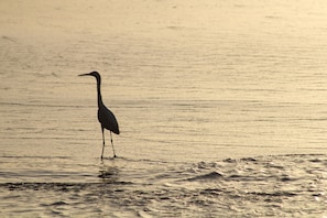A solitary bird standing in shallow water. - Guicci Resort - Playa Corona beach  (San Carlos)