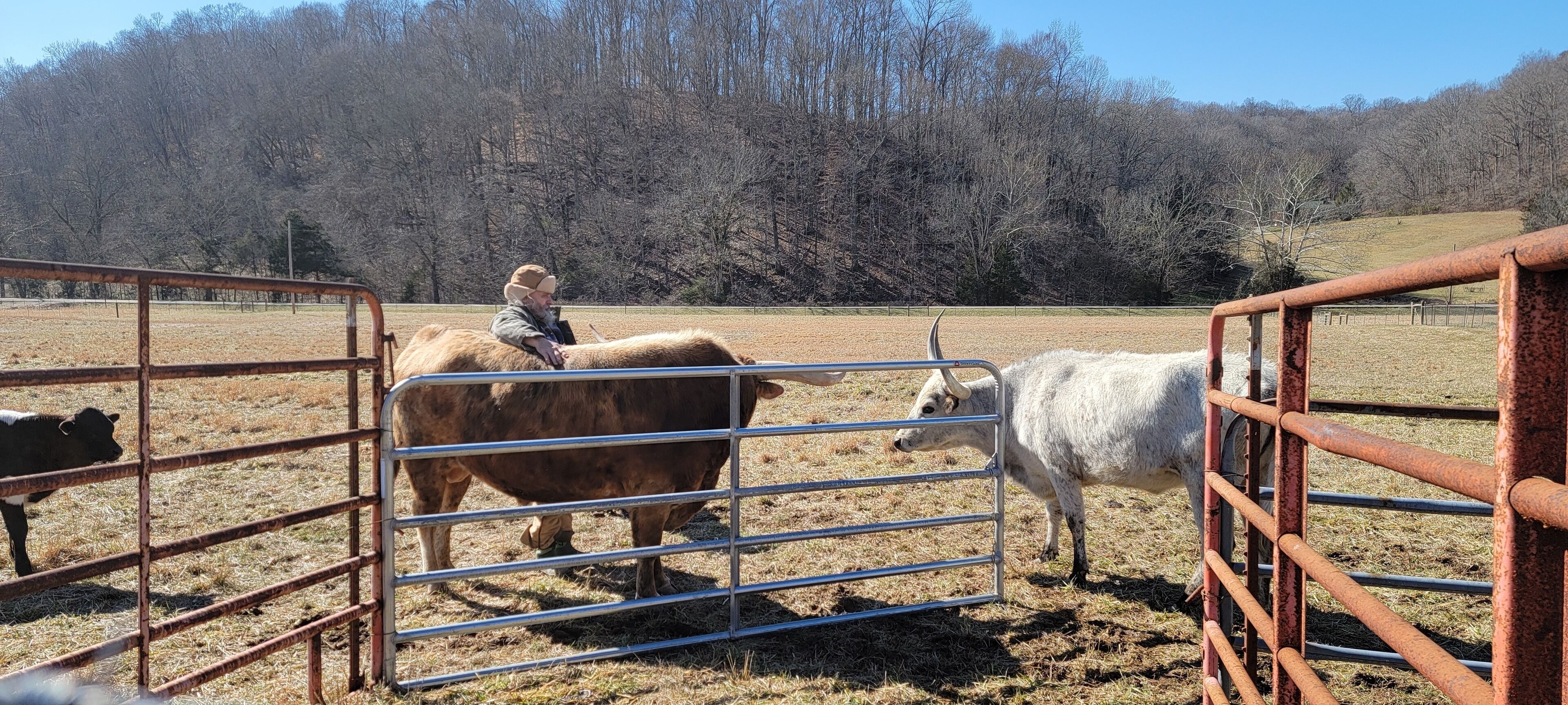 A fenced area with a person riding a brown cow and a white cow standing nearby.