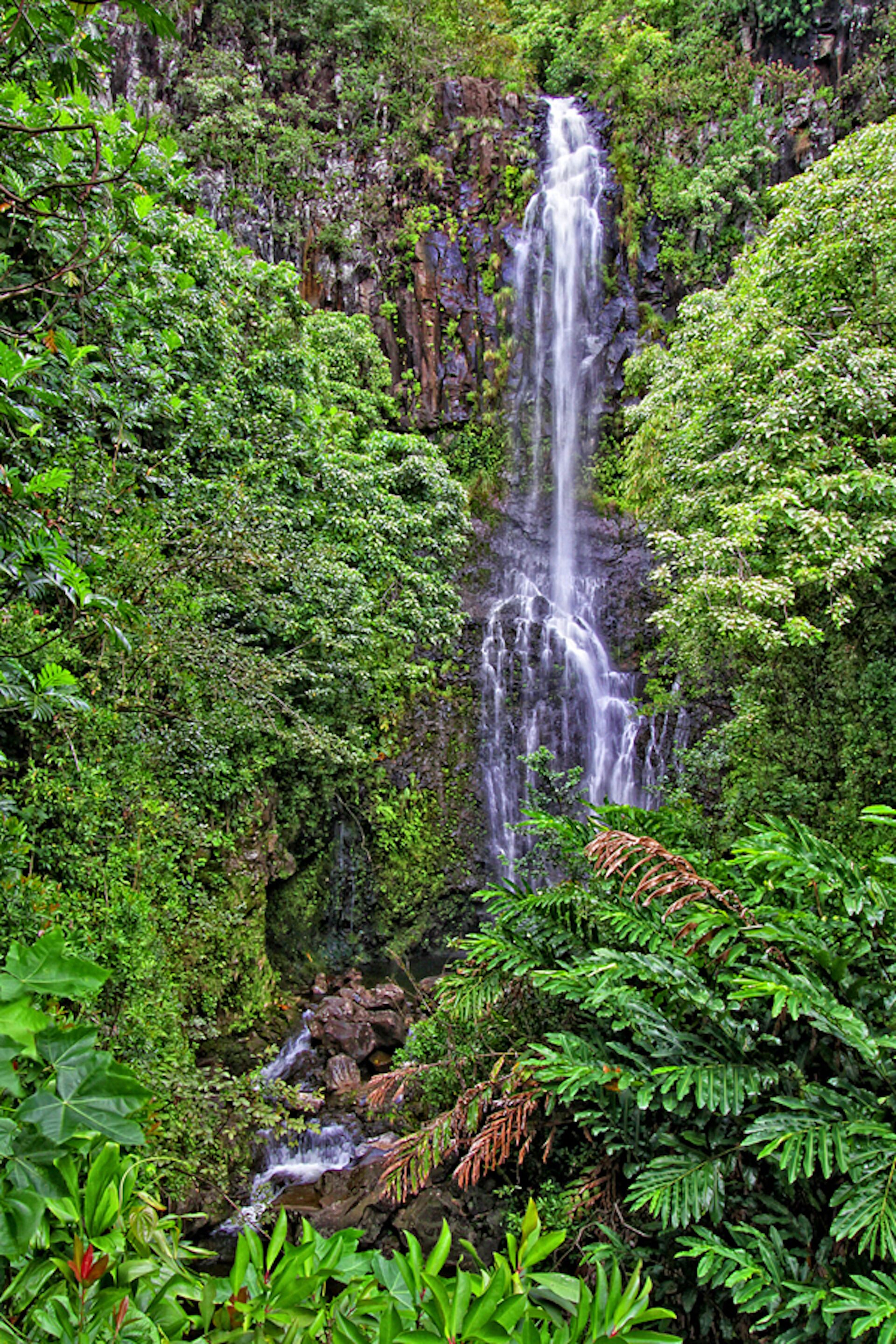 Une cascade entourée d’un feuillage verdoyant et luxuriant.