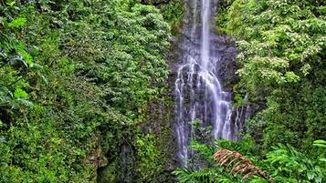 Une cascade entourée d’un feuillage verdoyant et luxuriant.