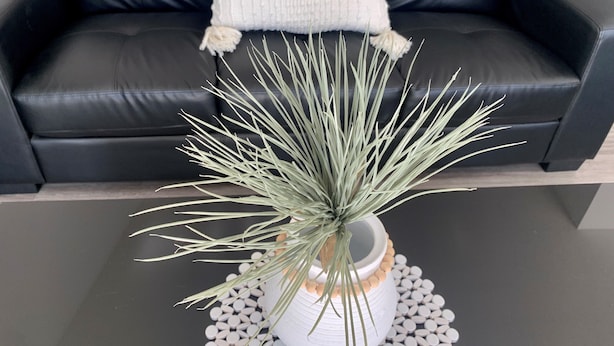 A potted plant with long, thin leaves on a table.