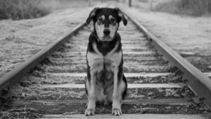 Een hond zit op spoorrails.
