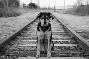 A dog sitting on railway tracks.