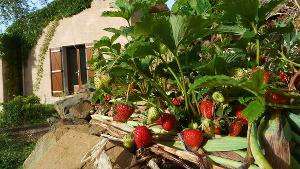 A rustic building with a sloped roof covered in greenery, surrounded by a garden with strawberry plants bearing ripe and unripe strawberries. - Le Mont D'olivine (Utelle)