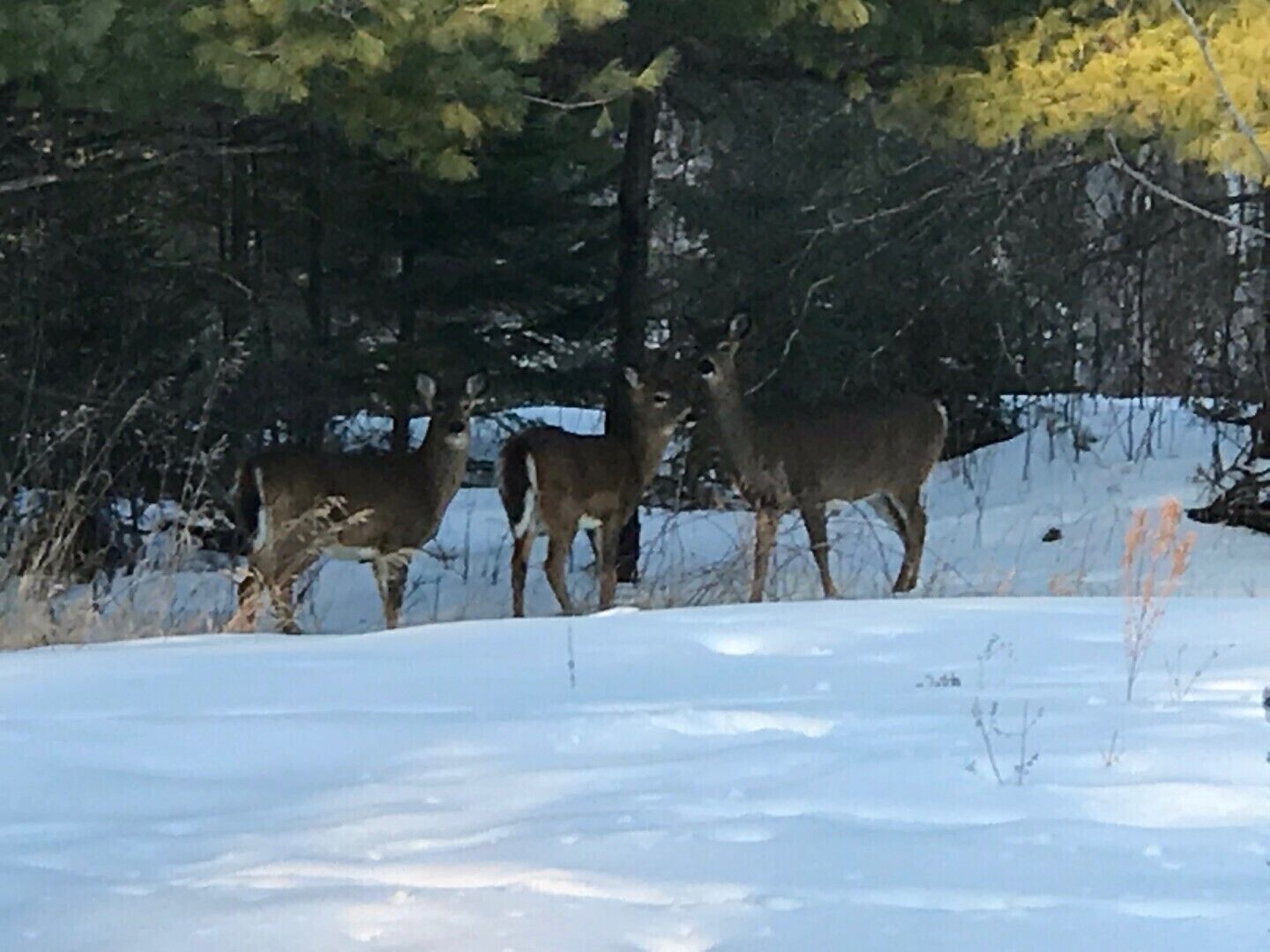 Three deer in a snowy forest setting.