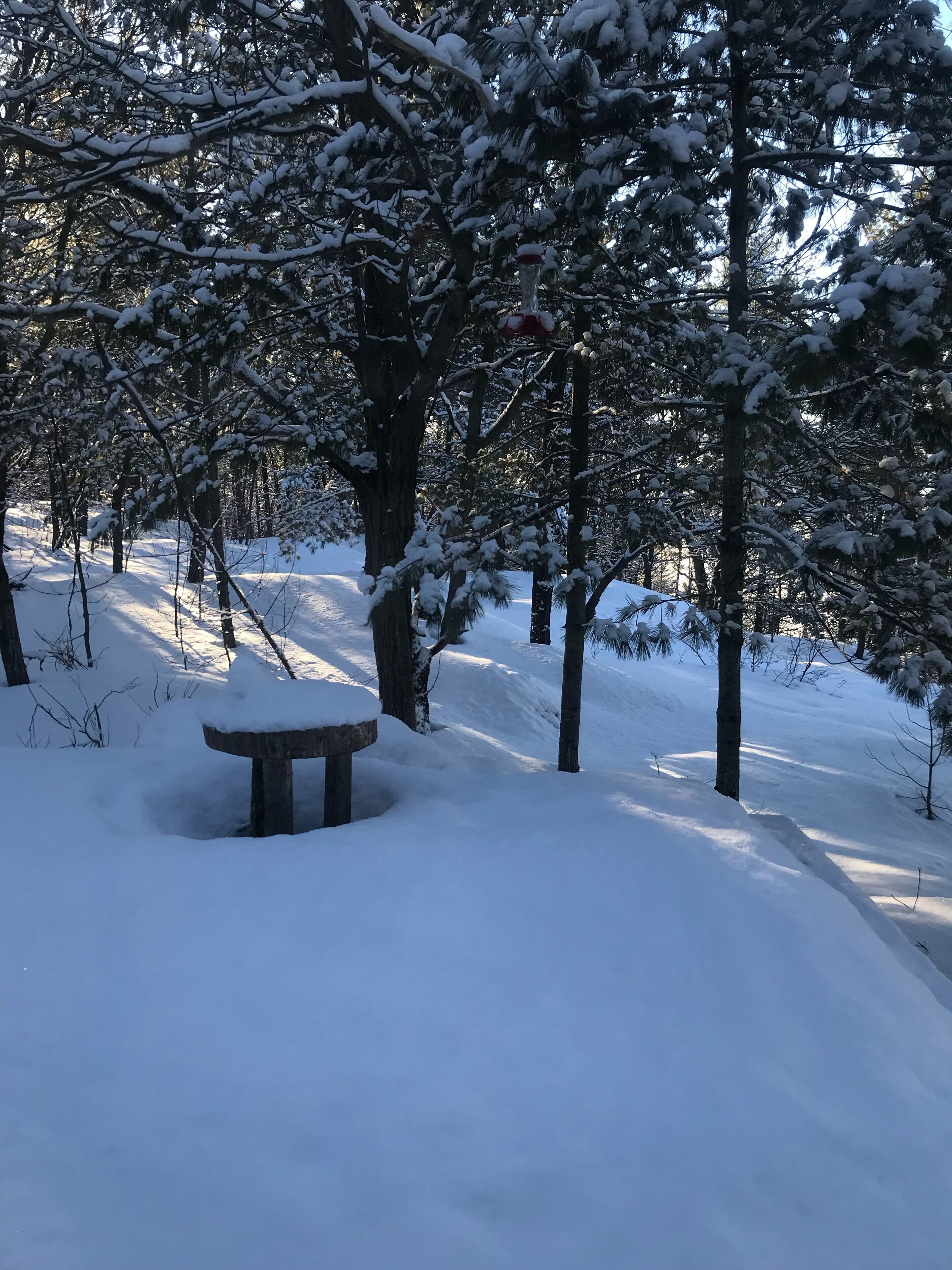 A snow-covered park with a bench and trees.