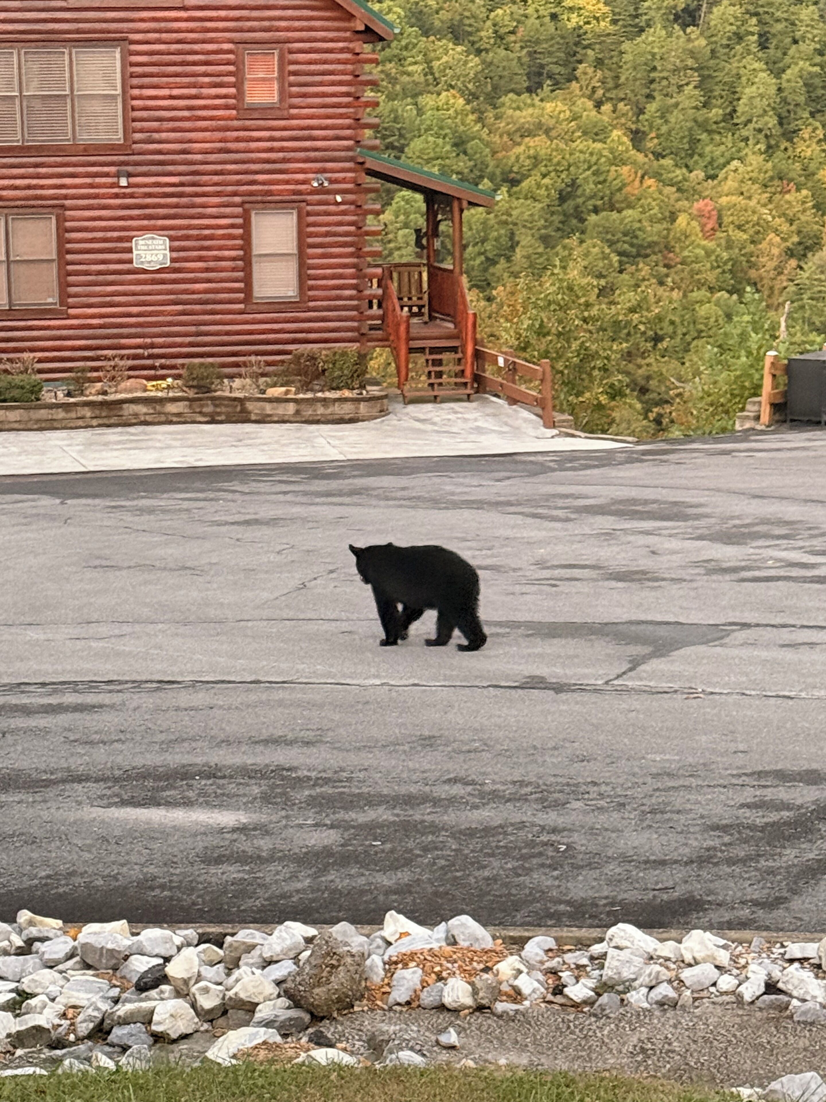 A bear walking on a paved area near a wooden cabin with a porch.