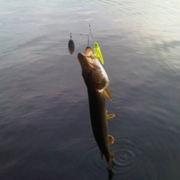 Un poisson est remonte à la surface après avoir été pêché.