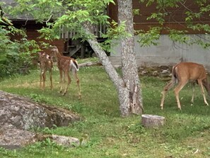 A natural outdoor setting with trees and a deer grazing.