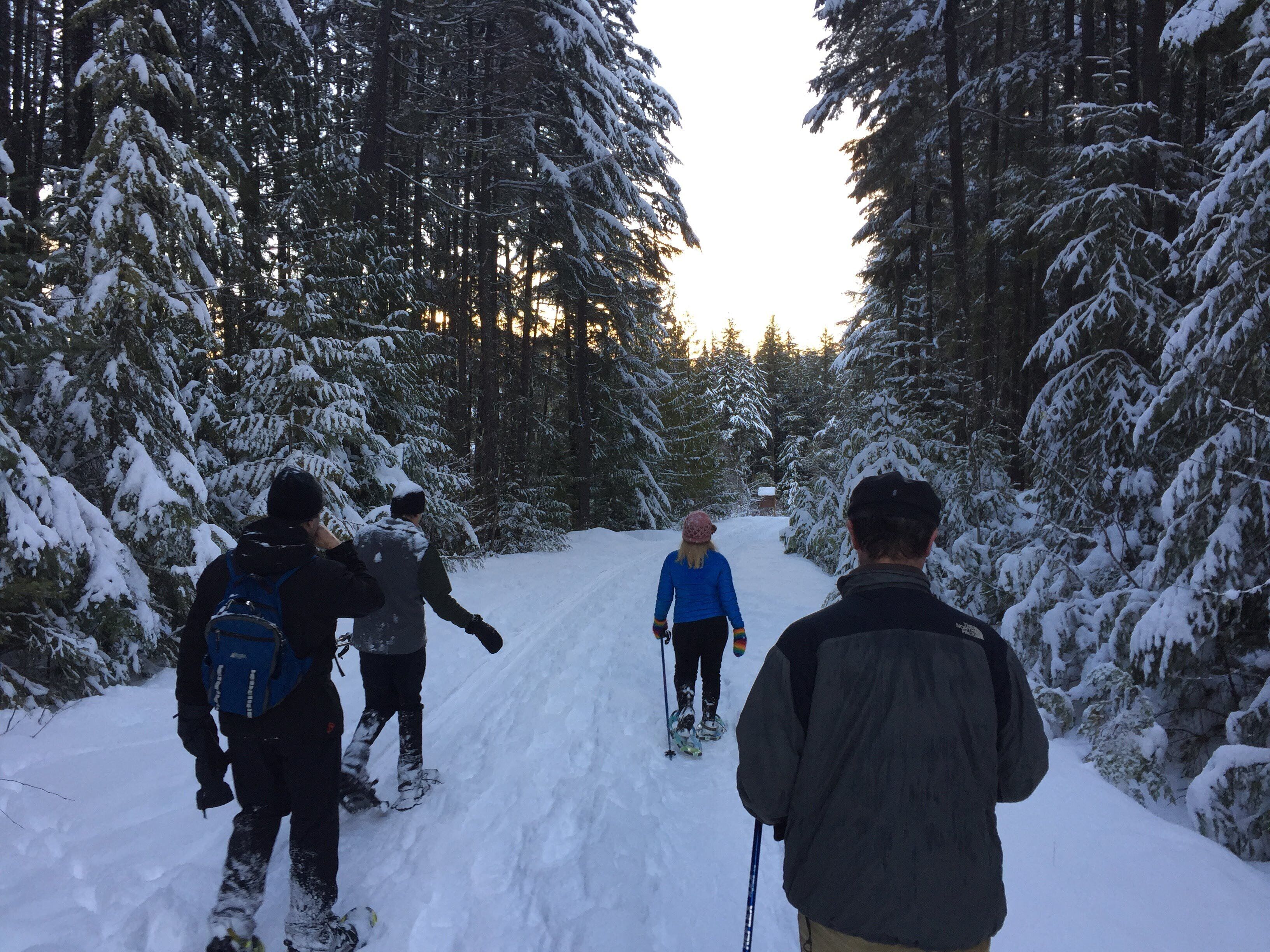 A group of people cross-country skiing through a snowy forest.