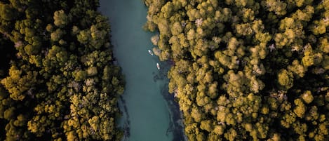 An aerial view of a dense forest with a river running through it.