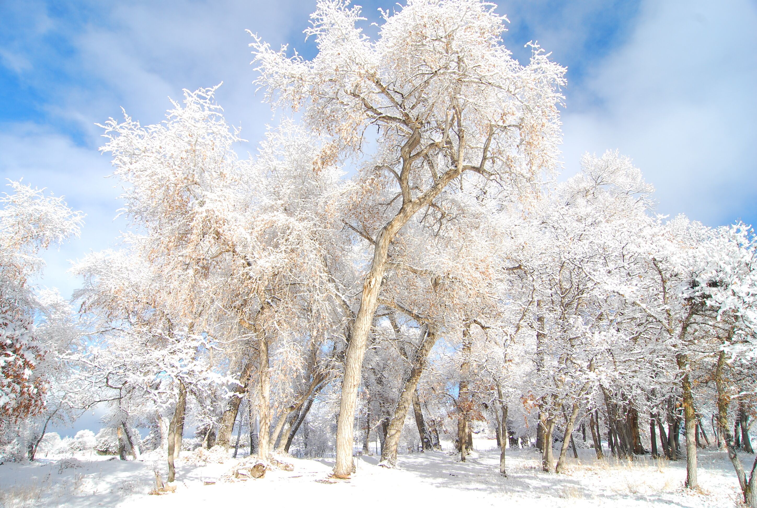 A snowy landscape with trees covered in snow.