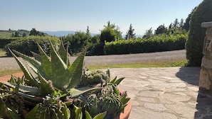 A potted cactus plant on a stone patio with a view of a landscaped garden and distant hills.