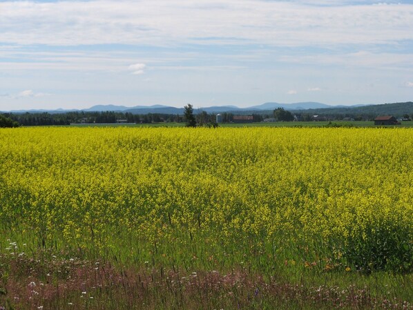 A vast field of yellow flowers with a clear sky and distant mountains.