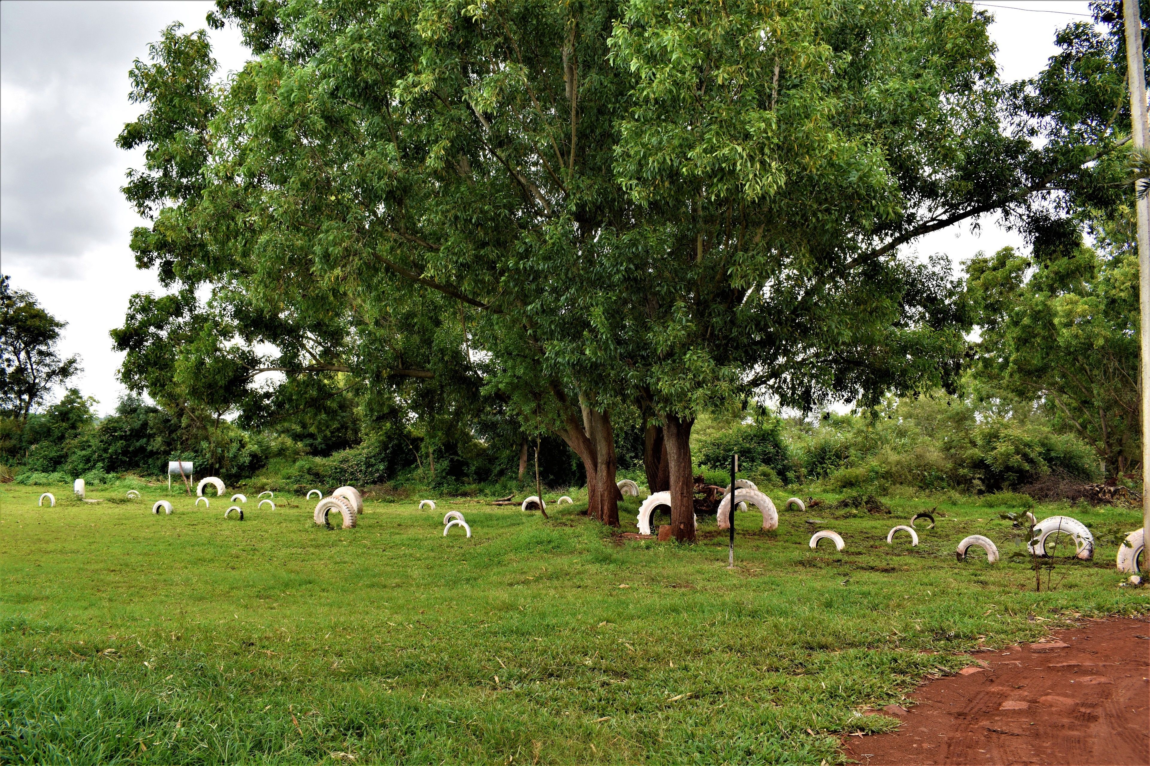 A grassy field with several white tire sculptures and a large tree.