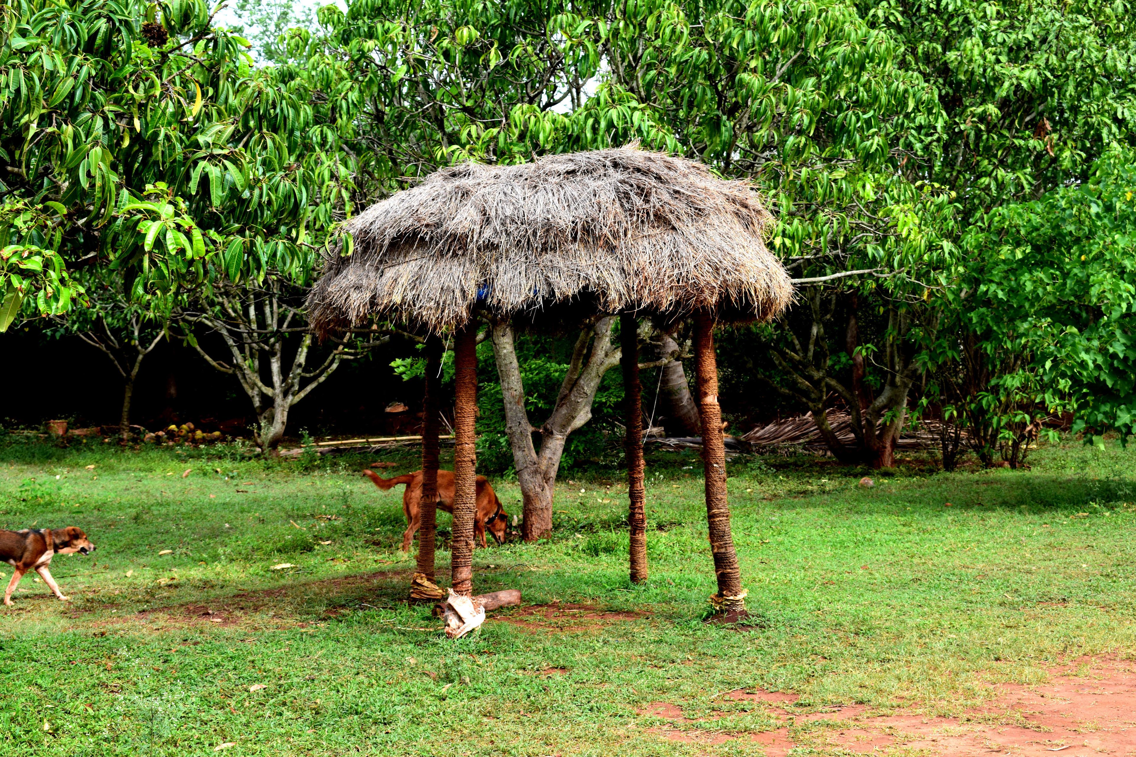 Une structure au toit de chaume, soutenue par quatre piliers, se dresse dans une zone herbeuse, avec des arbres en arrière-plan.
