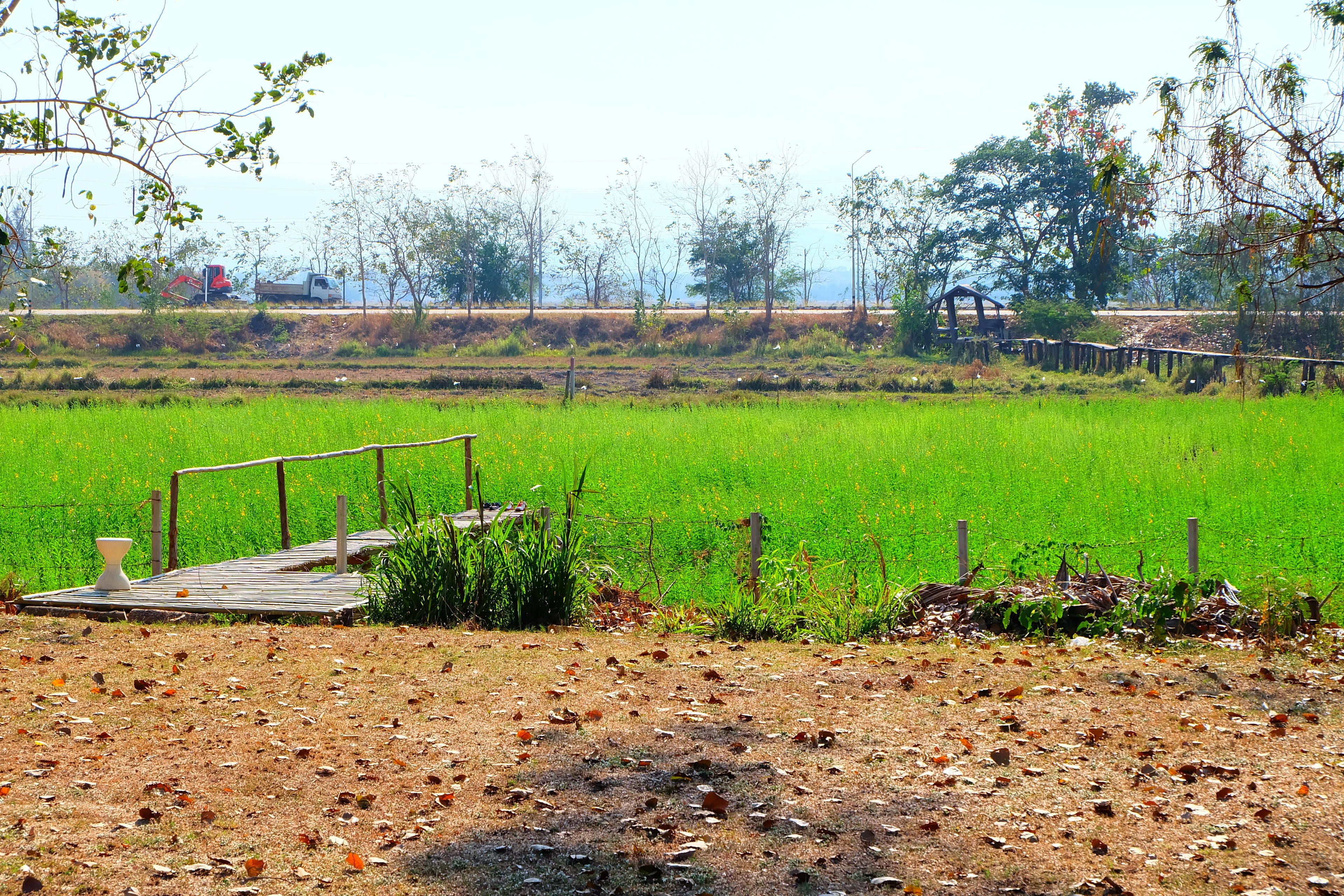 A rural landscape with a wooden dock extending into a green field, surrounded by trees and a fence.