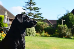 En svart hund i en trädgård med ett hus och träd i bakgrunden.