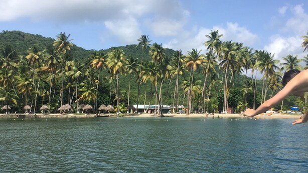 A beach with palm trees and a clear sky.