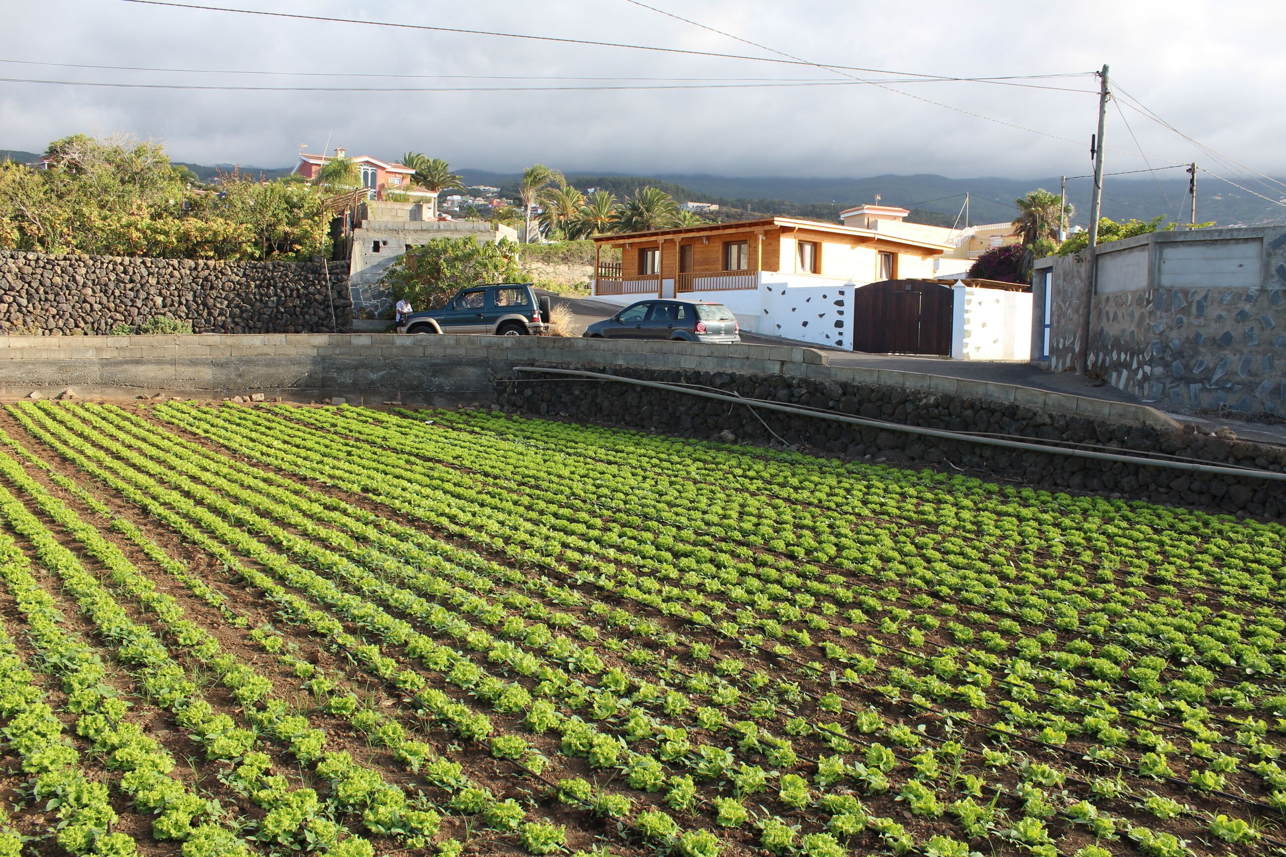 Un quartiere residenziale con un giardino in primo piano e case sullo sfondo.