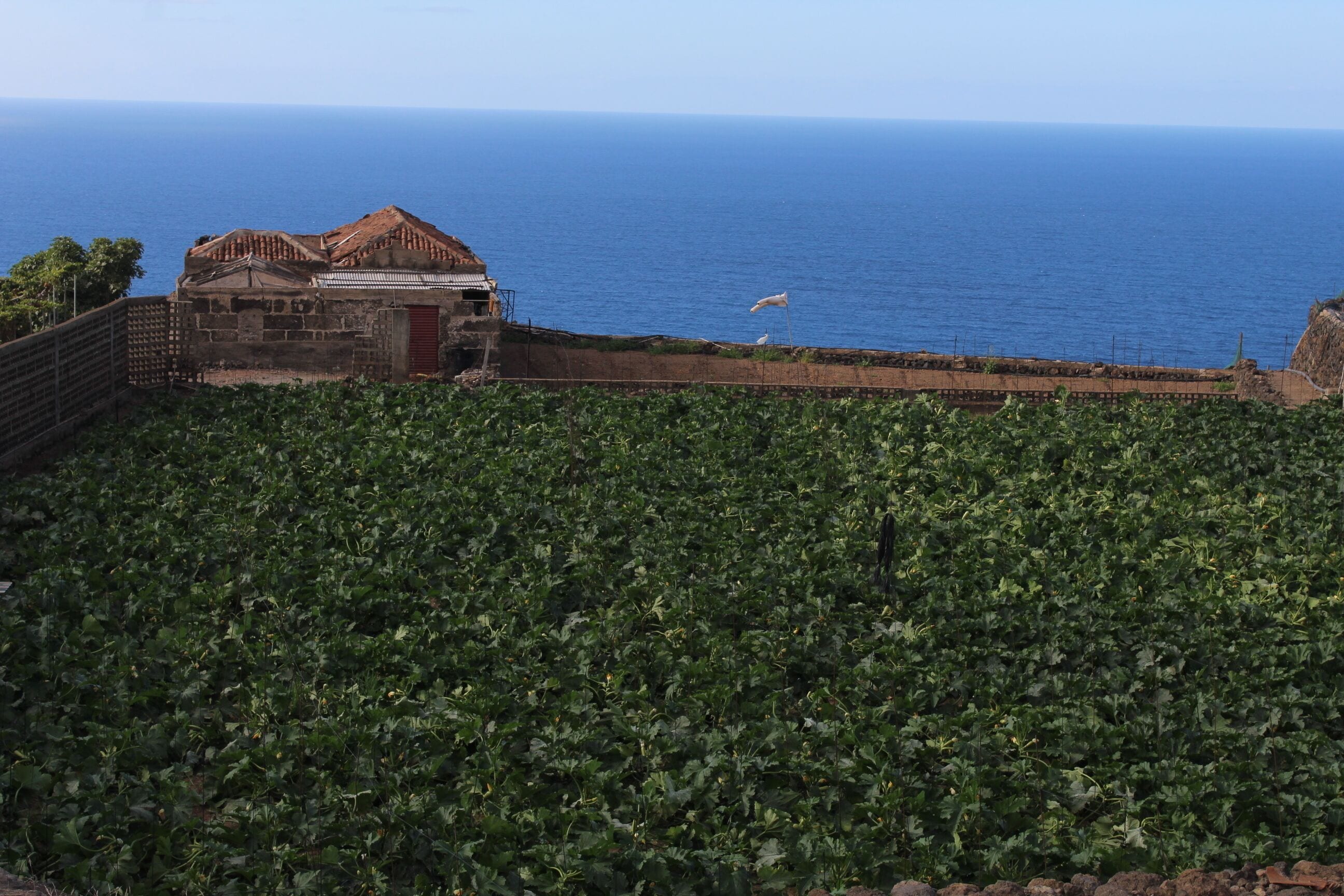 A coastal view with a vineyard in the foreground and a building with a red door in the background.
