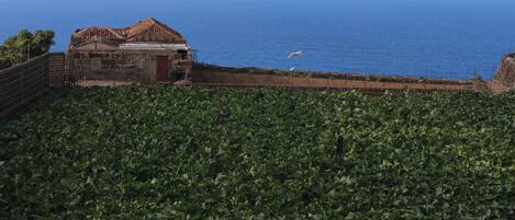 A coastal view with a vineyard in the foreground and a building with a red door in the background.