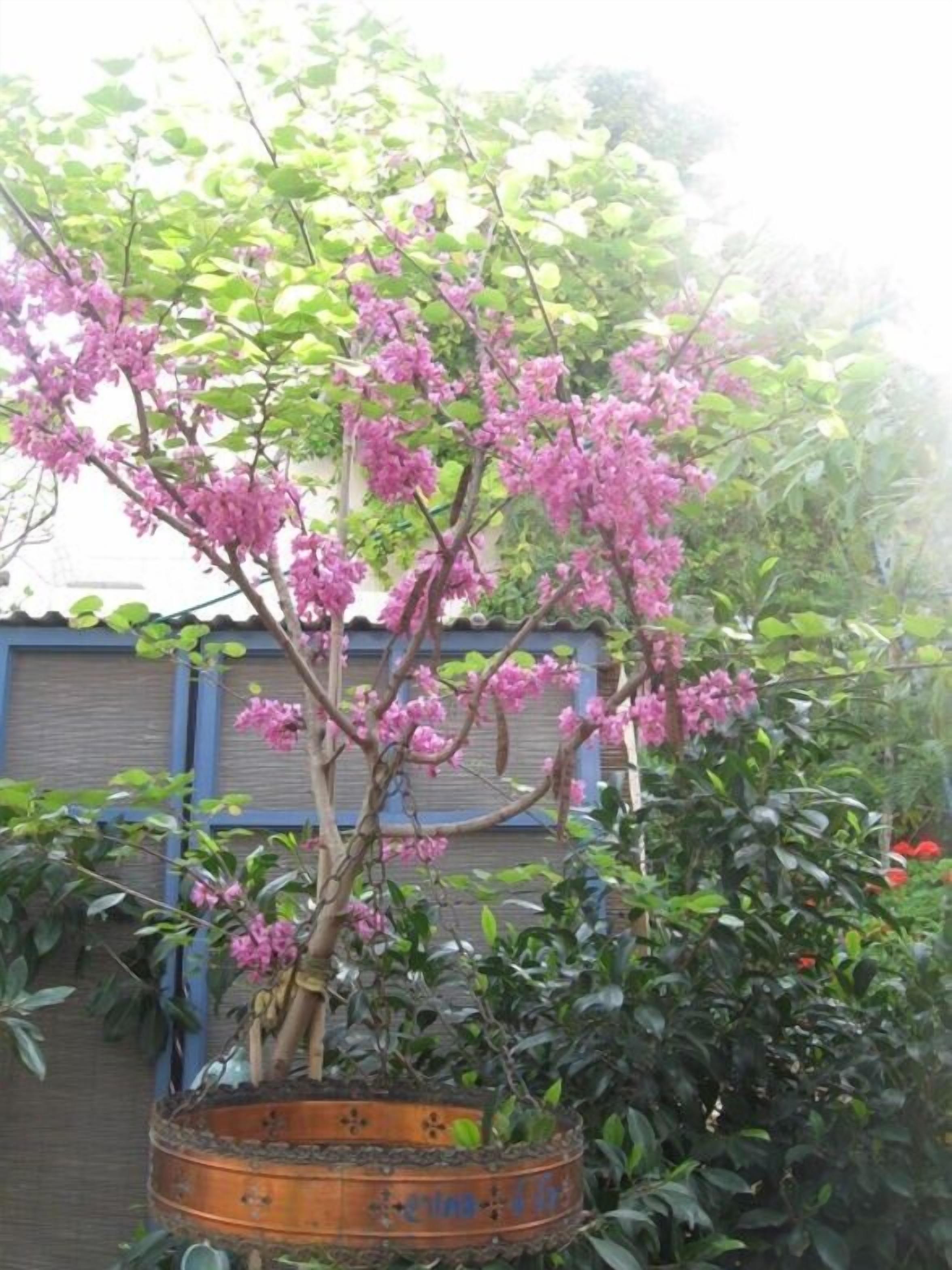 Un albero con fiori rosa in vaso.